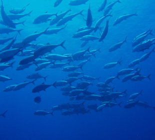 Spanische Markelen - Apo Island - Cogon