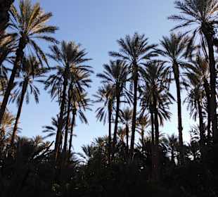 Palmenoase / Datteln in Tunesien
