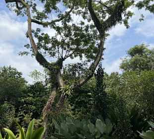 Botanic Garden Singapore
