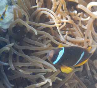 Anemonenfisch mit Nachwuchs