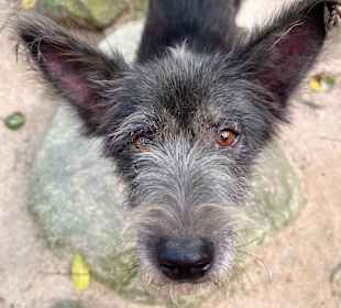 Hund 