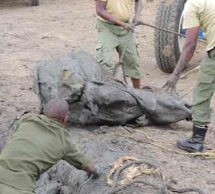Babyfant-Rettung auf dem Weg nach Galdessa