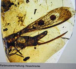 Teil einer Heuschrecke