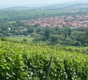 Escherndorf: Eindrücke einer Weinbergeswanderung