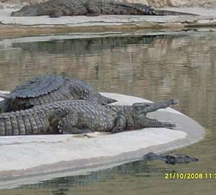 Krokodilpark