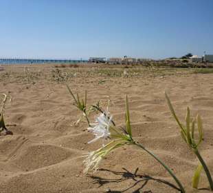 Strand, ca. 10 km entfernt