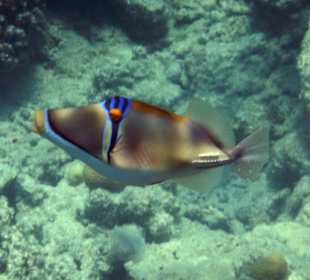 Schnorcheln Makadi Bay