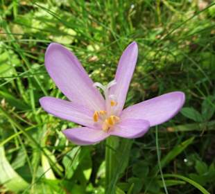 Impressionen aus dem Schlosspark Fantaisie