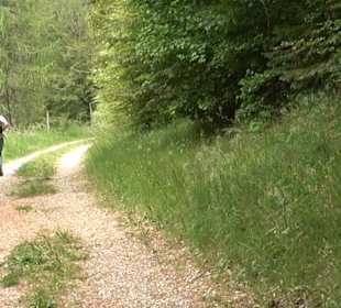 Waldlehrpfad in Tieringen
