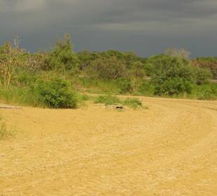 Strandbereich mit Hund