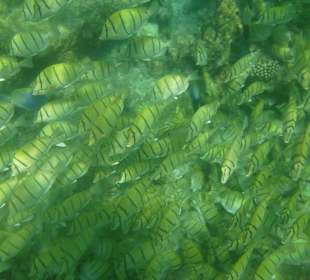 Fischschwarm