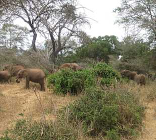 Safari "Tsavo West"