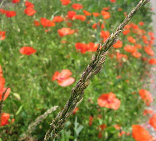 Mohnblumen am Rand des Rettichfestes