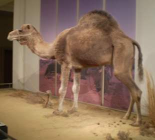 Zoologisches Forschungsmuseum Alexander Koenig
