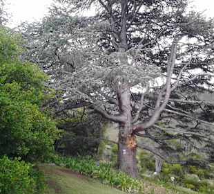 Botanischer Garten Kirstenbosch