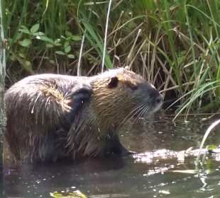 Kahnfahrten und Paddelboote Kleiner Spreewaldhafen