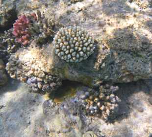 Coral
