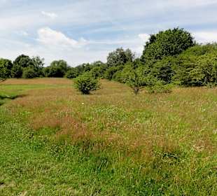 Wiesen und Strauchvegetation