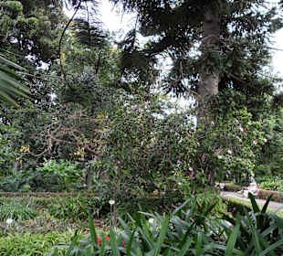 Botanischer Garten 
