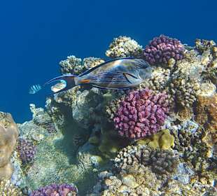 Schnorcheln Marsa Alam