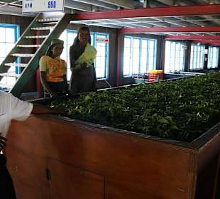 Sammy in der Teefabrik