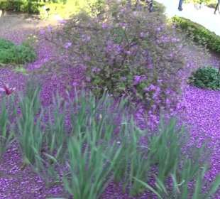 Real Jardín Botánico