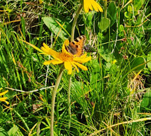 Wandern Saalbach-Hinterglemm