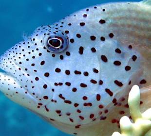 Korallenwächter, Hausbucht