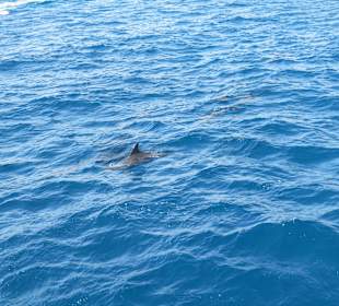 Traumhaft - Delfinausflug Mai 2014