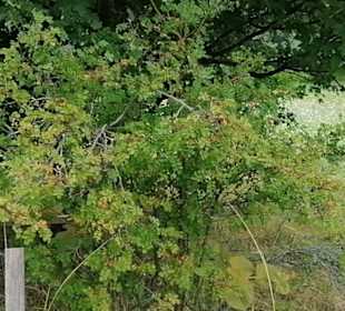 Schaugarten Eninger Weide