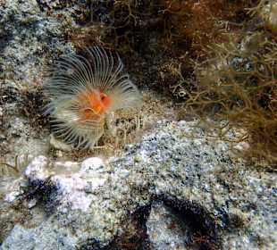 Tauchbasis Waterhoppers Rhodos