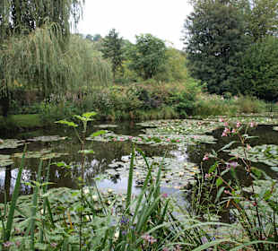 Staw w ogrodzie Moneta