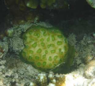 Koralle. Hotel Prima Life Makadi Bay