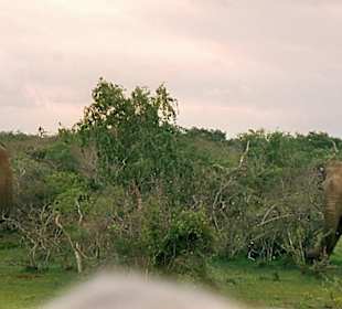 Elefanten in Freier Natur