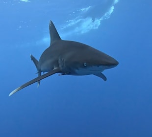 Tauchen Elphinstone Riff Marsa Alam