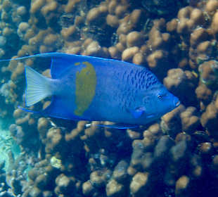 Unterwasserwelt Musandam