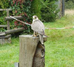 Vogelshow Falknerei