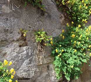 Blumen in der Stadtmauer