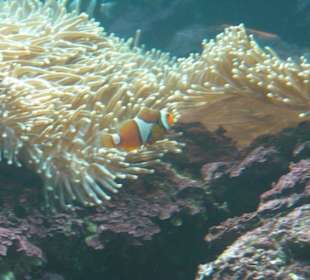"Nemo" im Underwaterworld