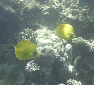 Schnorcheln Marsa Alam