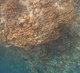 Tolle Unterwasserwelt