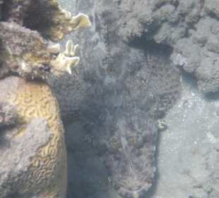 Teppich-Krokodilfisch