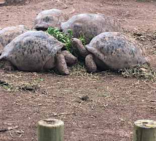 La Vanille Crocodile Park