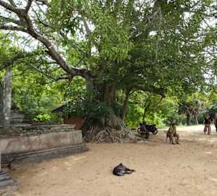 Polonnaruwa