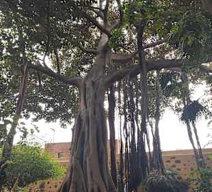 Botanischer Garten Puerto de la Cruz 