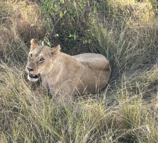 Die Königin ist immer auf der Hut
