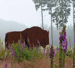 Eingang zur Wisent-Wildnis