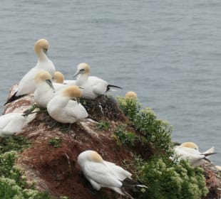 Beim Lummenfelsen auf Helgoland