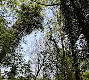Spreewald
