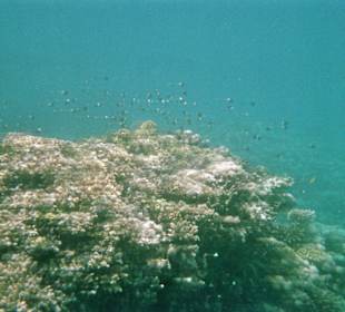 Fische im Nationalpark